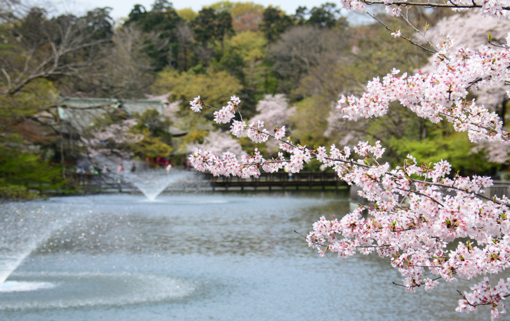 位於吉祥寺旁的井之頭恩賜公園,是東京最浪漫的賞櫻打卡景點之一!