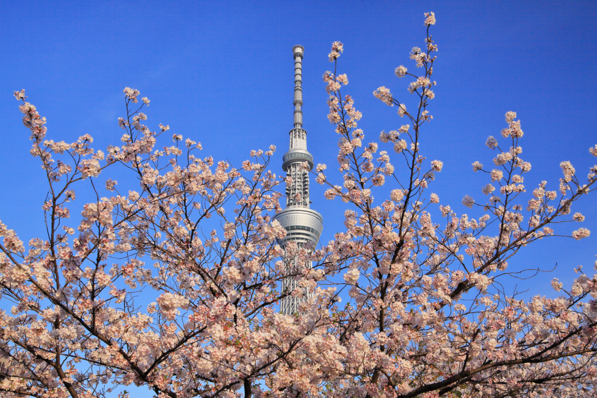 位於隅田川河岸步道(墨田區側),可以看到櫻花在前、晴空塔在後、藍天為背景的超美構圖。