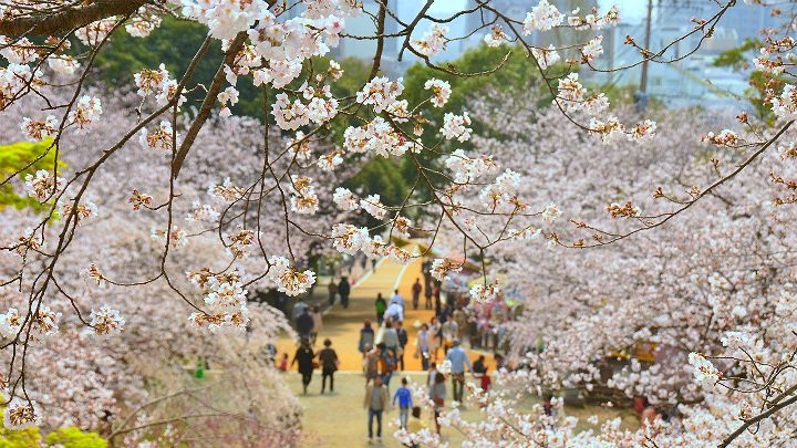 下次來福岡,不妨來西公園走走,享受片刻寧靜吧!