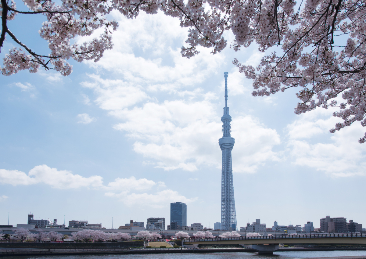 透過「隅田河岸步道」,就能輕鬆往來兩岸,一邊散步賞櫻,一邊欣賞隅田川的美景!