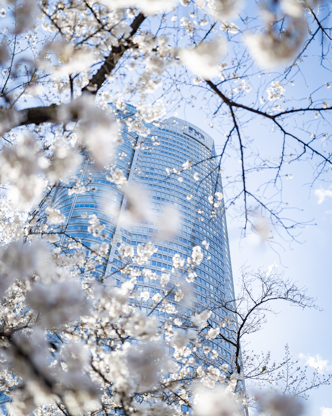 六本木不但是日本東京的時尚潮流代名詞,更是東京賞櫻的夢幻景點之一!