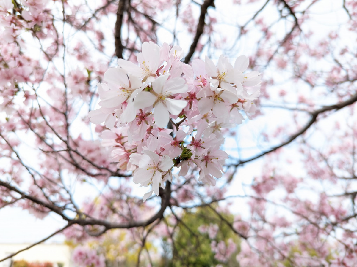 淡粉色花瓣細緻綻放,春日的柔美氣息盡顯無遺