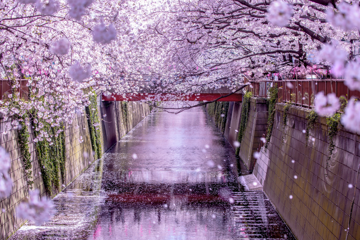 目黑川擁有東京最美河畔櫻花隧道!
