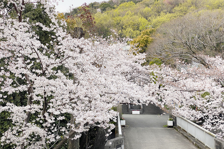 五月山公園也會吸引許多當地人去野餐