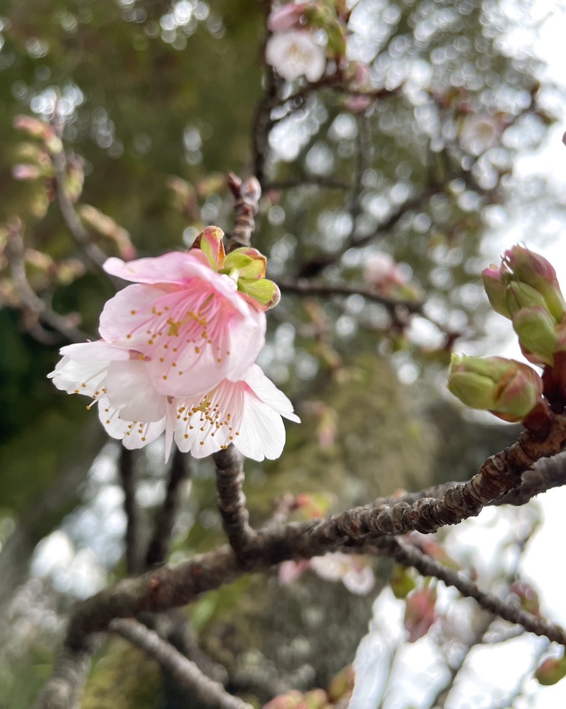 據神社所述,這棵櫻花因距離神明最近,沐浴著神聖的力量,因此總是在春天最早綻放。