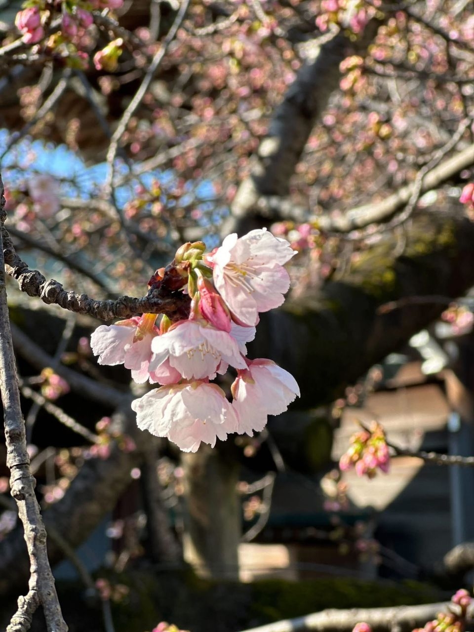宮地嶽神社不僅以「光之道」聞名,也是福岡著名的賞櫻勝地!