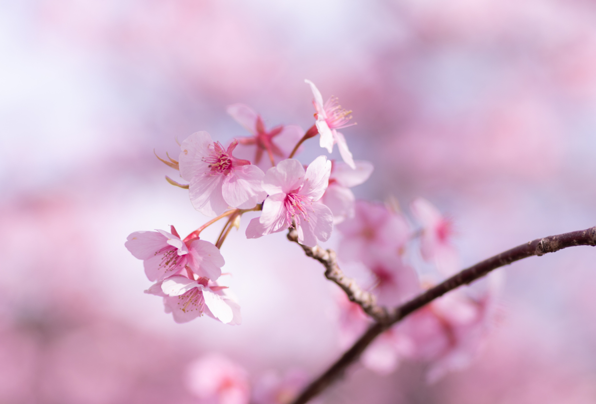 河津櫻是最早開花的櫻花