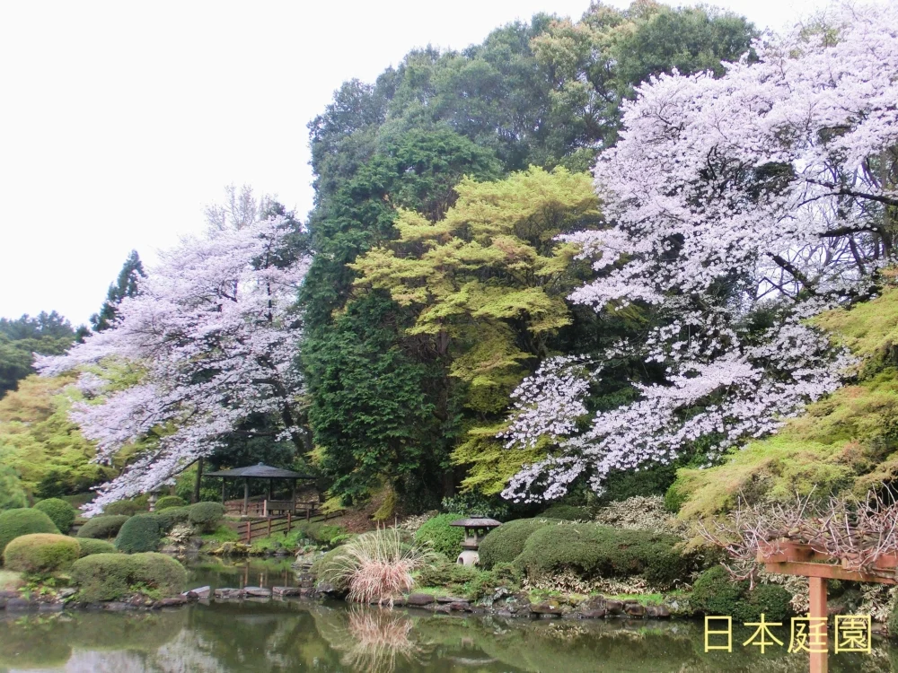 日本庭園。