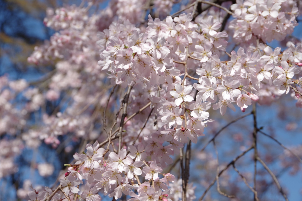 枝垂櫻盛開時猶如粉色雲霞，枝條垂落如瀑布非常壯觀，所以又被稱為「瀑布櫻」！