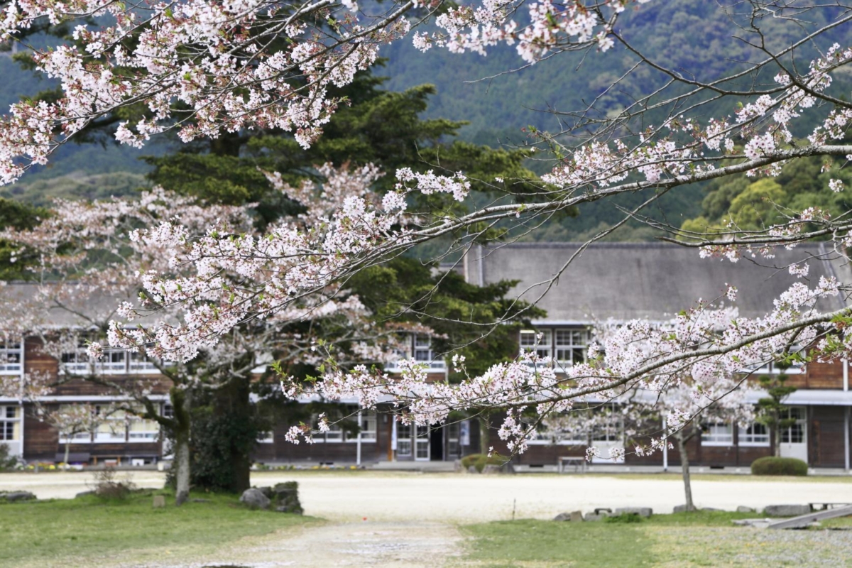 以秋月城跡與杉野大道為中心,大道兩旁櫻花綻放,猶如粉白隧道,美不勝收。