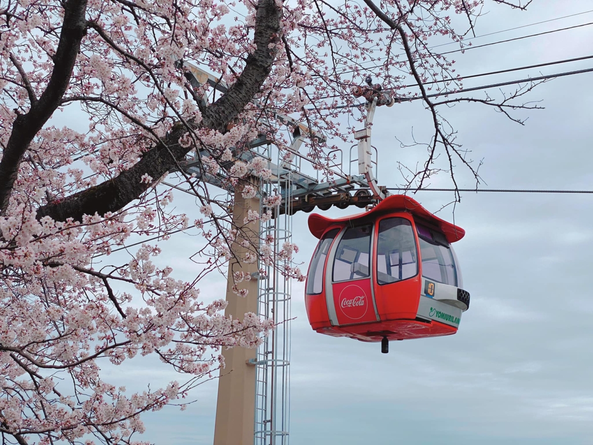 空中纜車夢幻賞櫻!