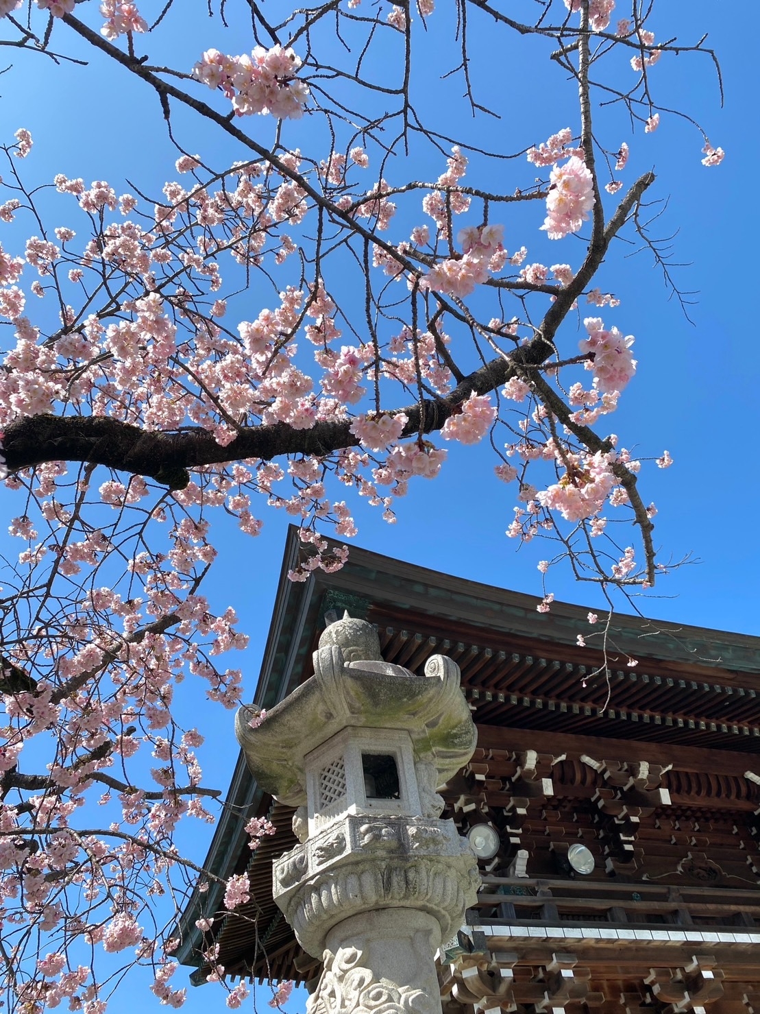 神社境內種植了約2000株櫻花,從一月初綻放的開運櫻花,到三四月盛開的各類櫻花,讓整個賞花季延續數月。