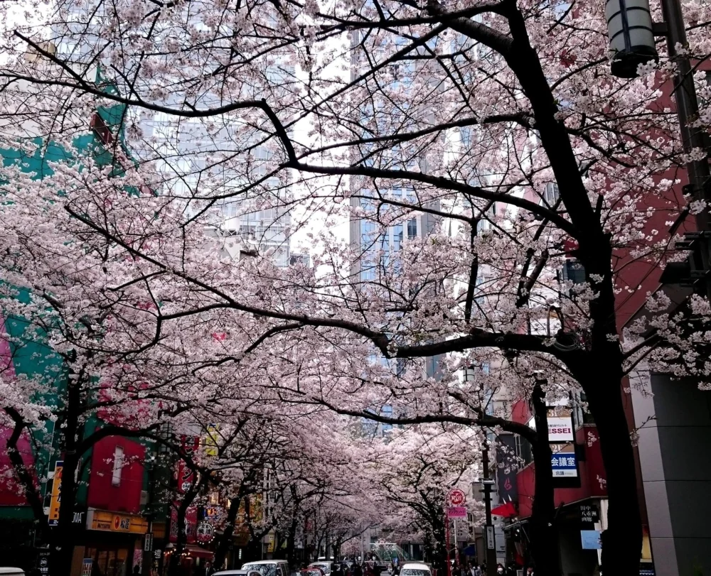 八重洲櫻花通。