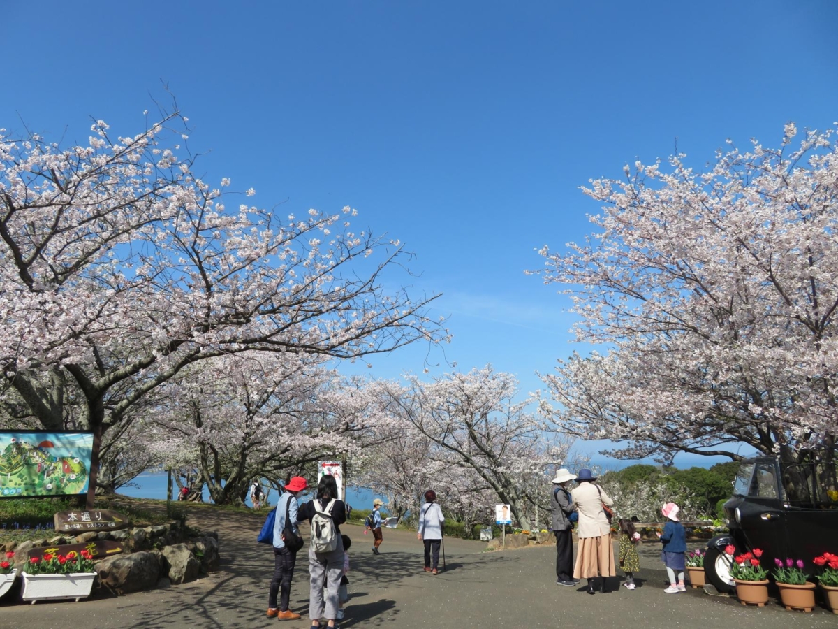 海島公園一年四季都有約30種花卉輪番登場,無論何時造訪,都能沉浸在繽紛花海中。