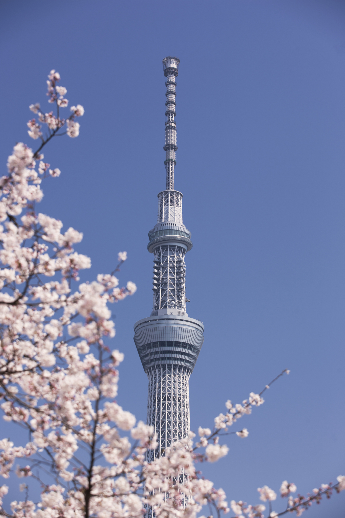 每年櫻花季,隅田公園最吸引人的亮點莫過於櫻花和晴空塔的完美同框!
