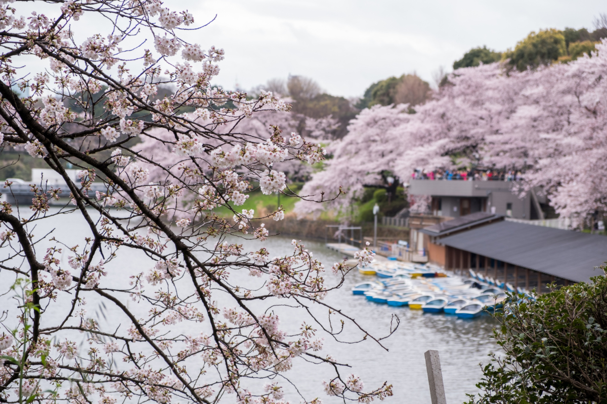 2025年東京櫻花預測於3月21日至25日開花。
