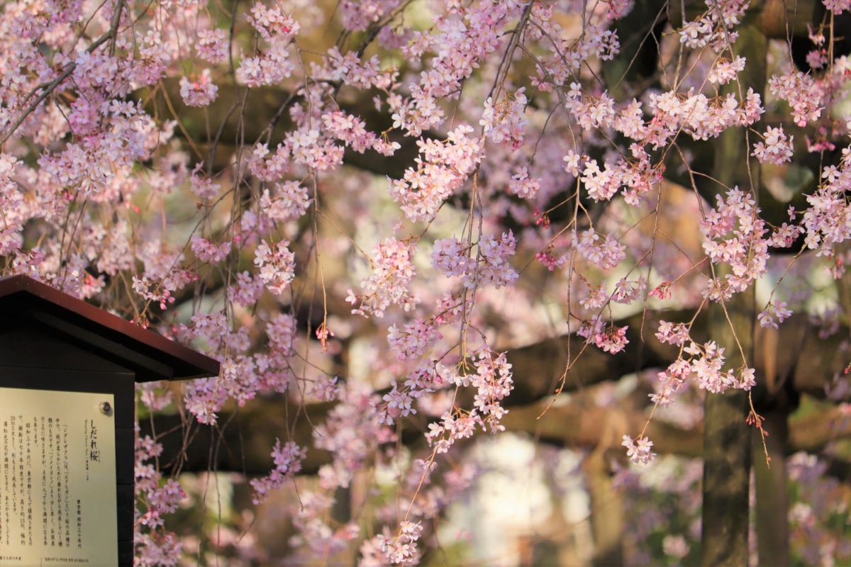 2025年東京櫻花預測於3月21日至25日開花。