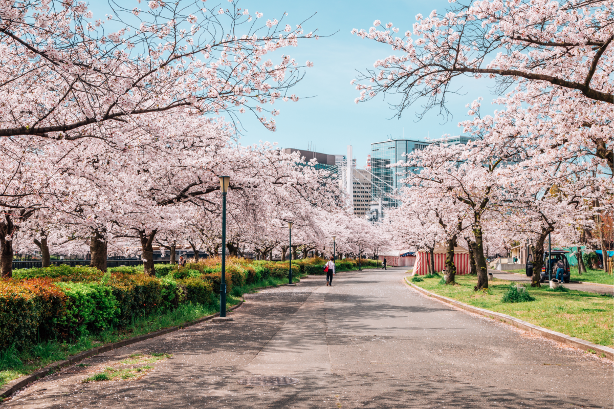 毛馬櫻之宮公園櫻花也非常浪漫,千萬不要錯過!