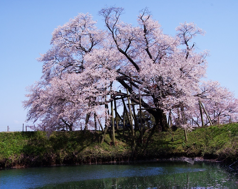 淺井的一本櫻的櫻花因會比普通櫻花較遲開花,因此對花期預測為3月下旬或4月上旬。