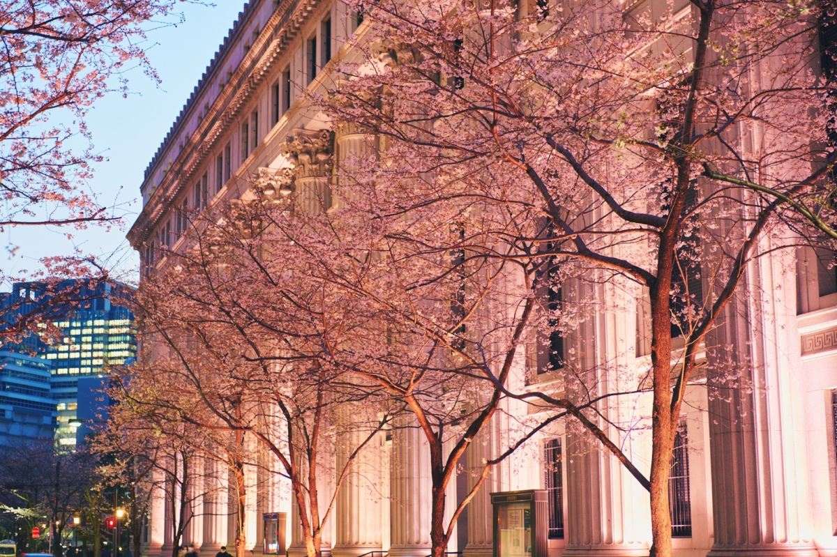 白天的江湖櫻花大道優雅唯美,但夜晚點燈後的櫻花景色更讓人驚艷,充滿神秘又奇幻的氛圍~