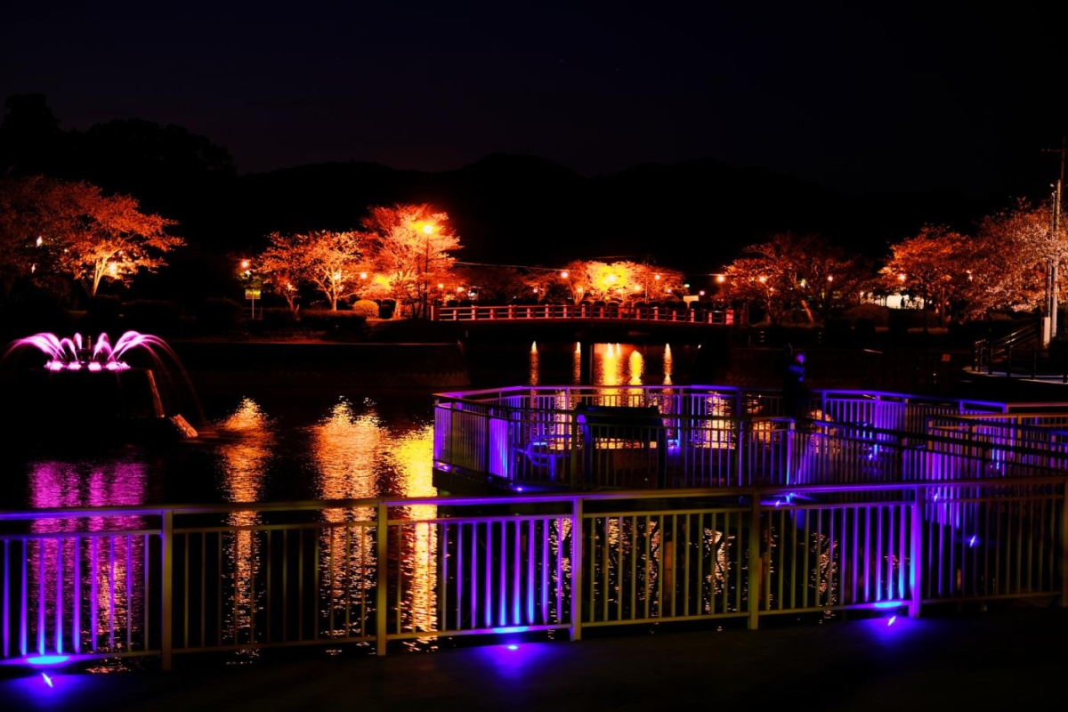 甘木公園不僅白天櫻花盛放,夜晚更有點燈與噴泉燈光秀,讓賞花體驗更添浪漫氛圍!