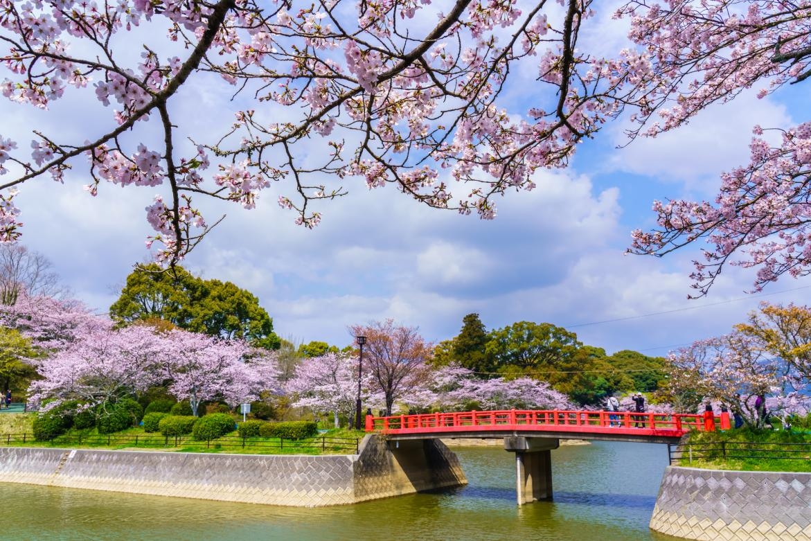 甘木公園櫻花2025 絕對值得一遊!