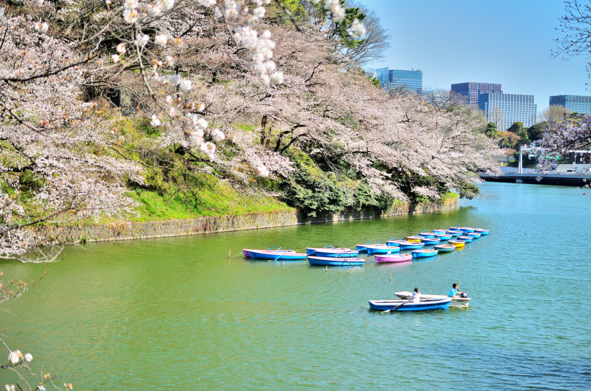 櫻花季來到千鳥之淵,推薦體驗在護城河上划船賞櫻!