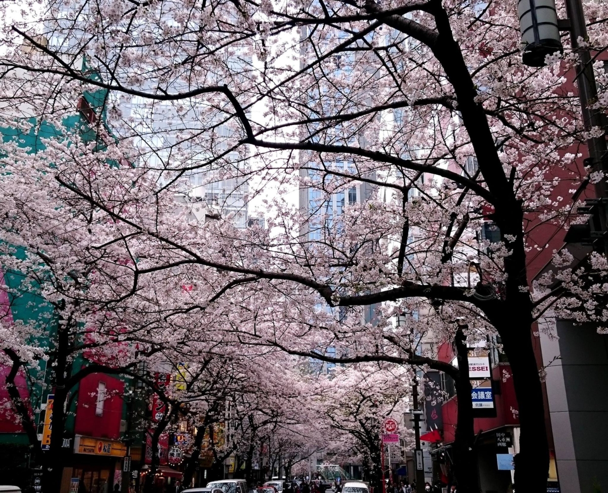 每年3月下旬至4月上旬,東京車站八重洲口附近的街道兩側會盛開大量櫻花,形成連接八重洲和日本橋長約1公里的夢幻櫻花隧道。