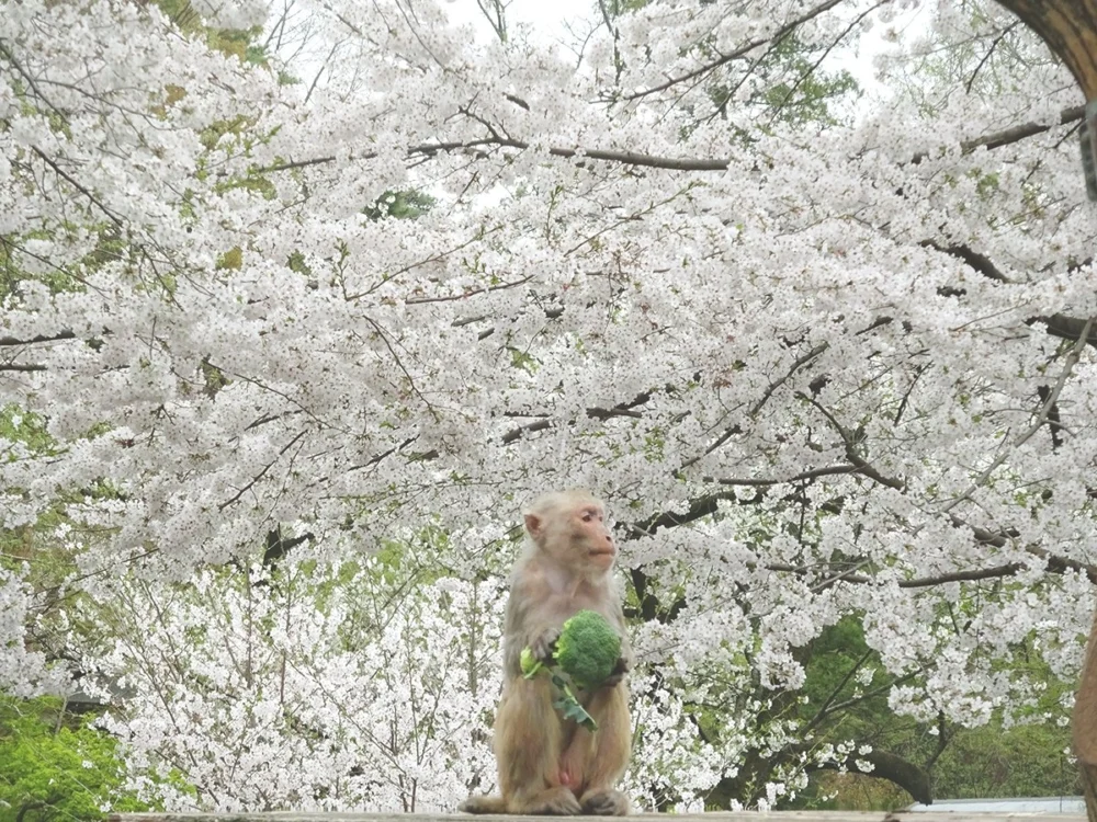 井之頭自然文化園動物園。