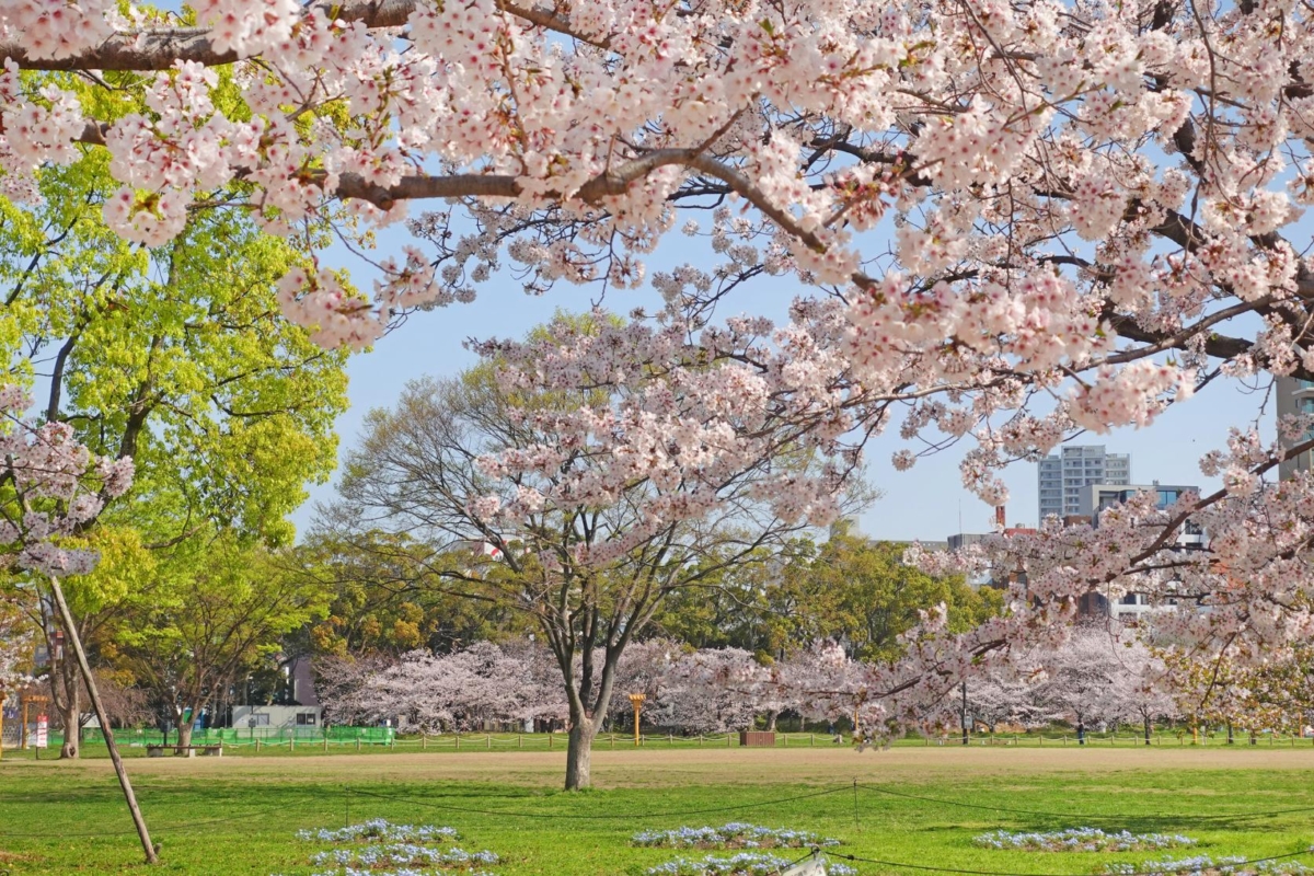 每逢春日,大濠公園櫻花盛放,粉嫩花海映照湖面,讓整座公園散發浪漫氣息。