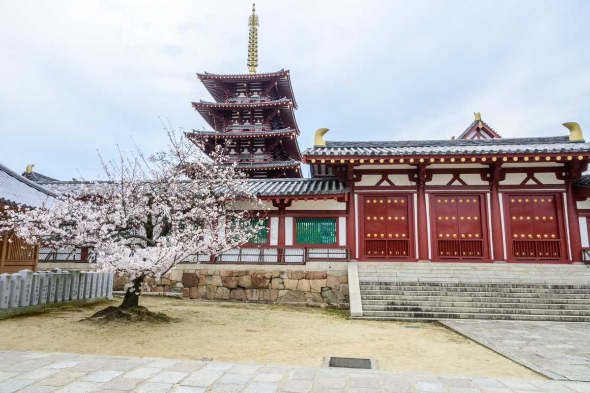 四天王寺中隨處可見櫻花