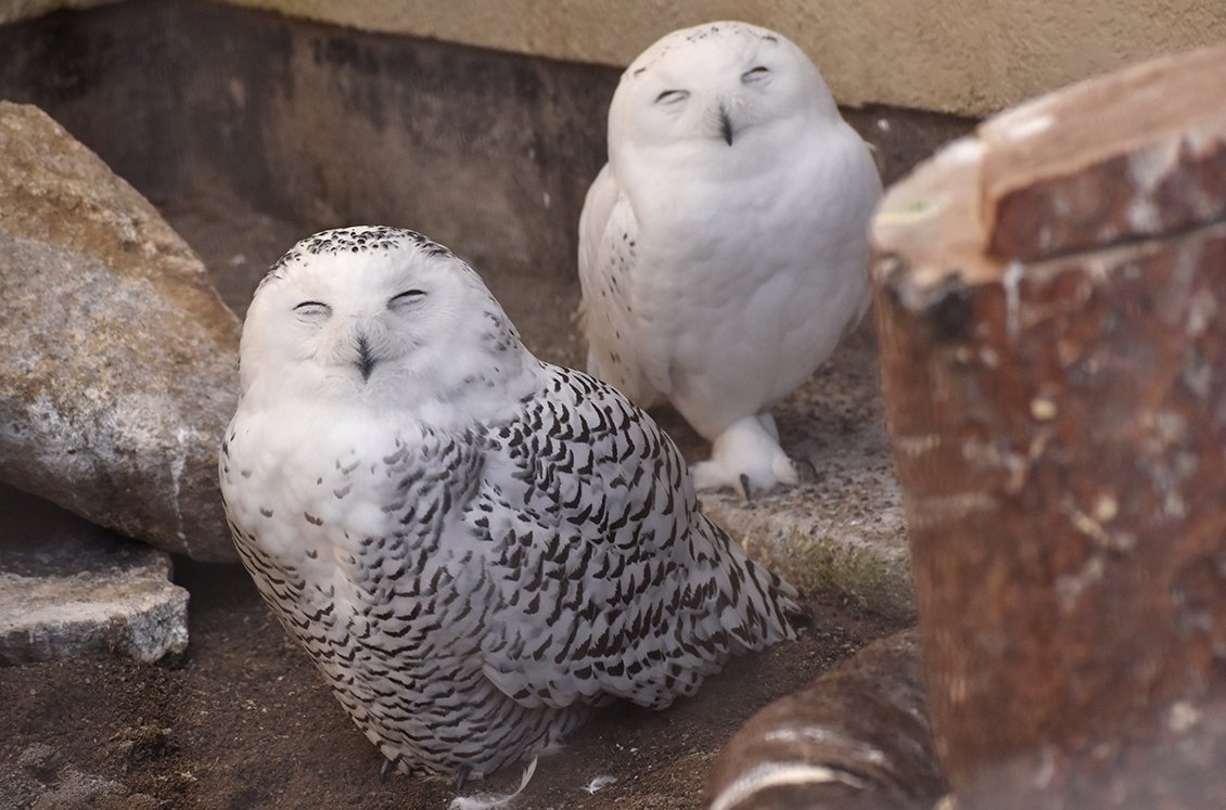喜歡動物的朋友,推薦要遊覽井之頭公園內的遊覽動物園、水生園!