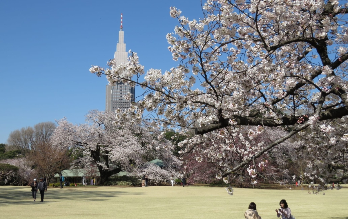 新宿御苑非常適合野餐賞櫻,坐在櫻花樹下,一邊享用美食,一邊觀賞櫻花飄落的美景,親身體驗夢幻的「櫻吹雪」。