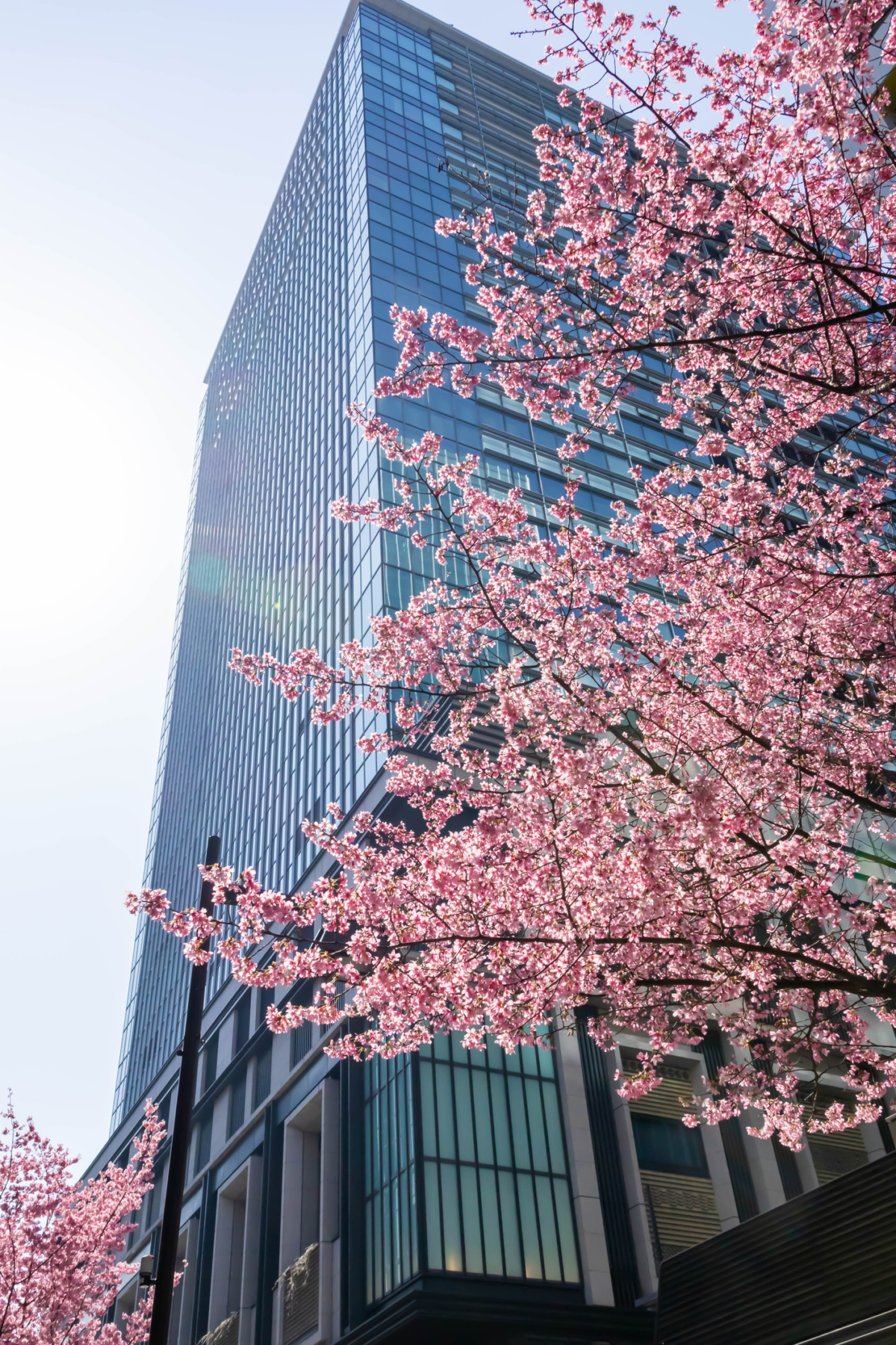 每年櫻花季，日本橋其中一大重頭戲就是櫻花祭「SAKURA FES NIHONBASHI」！