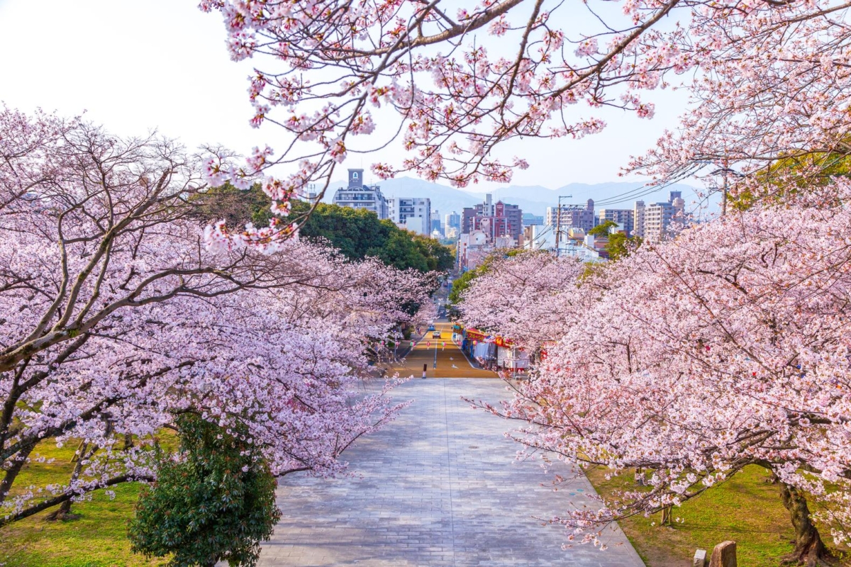 福岡西公園是當地最具代表性的賞櫻勝地之一,也是福岡唯一入選「日本櫻花名勝100選」的景點。