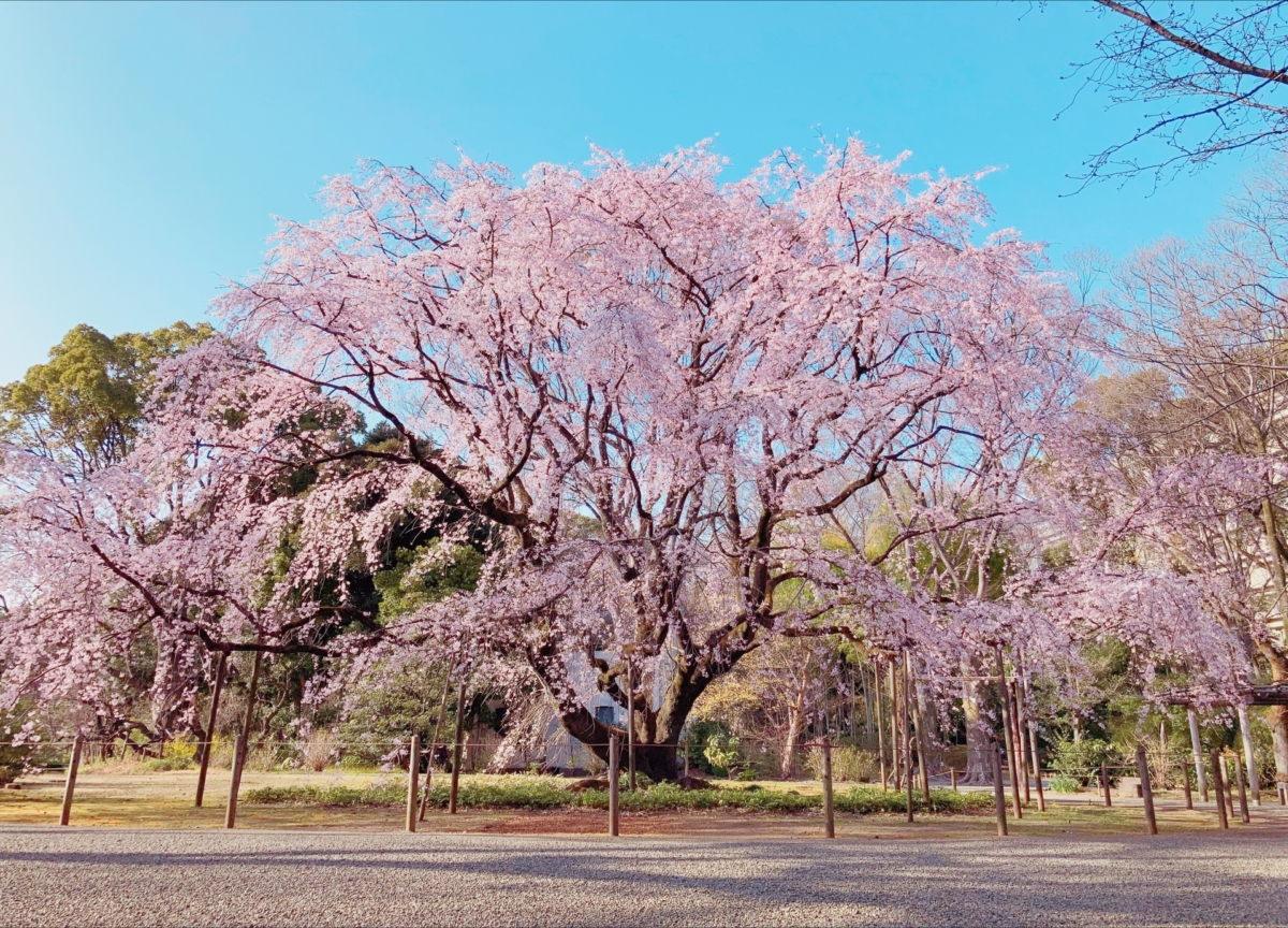 超過70年樹齡的「大枝垂櫻」，人氣最高！