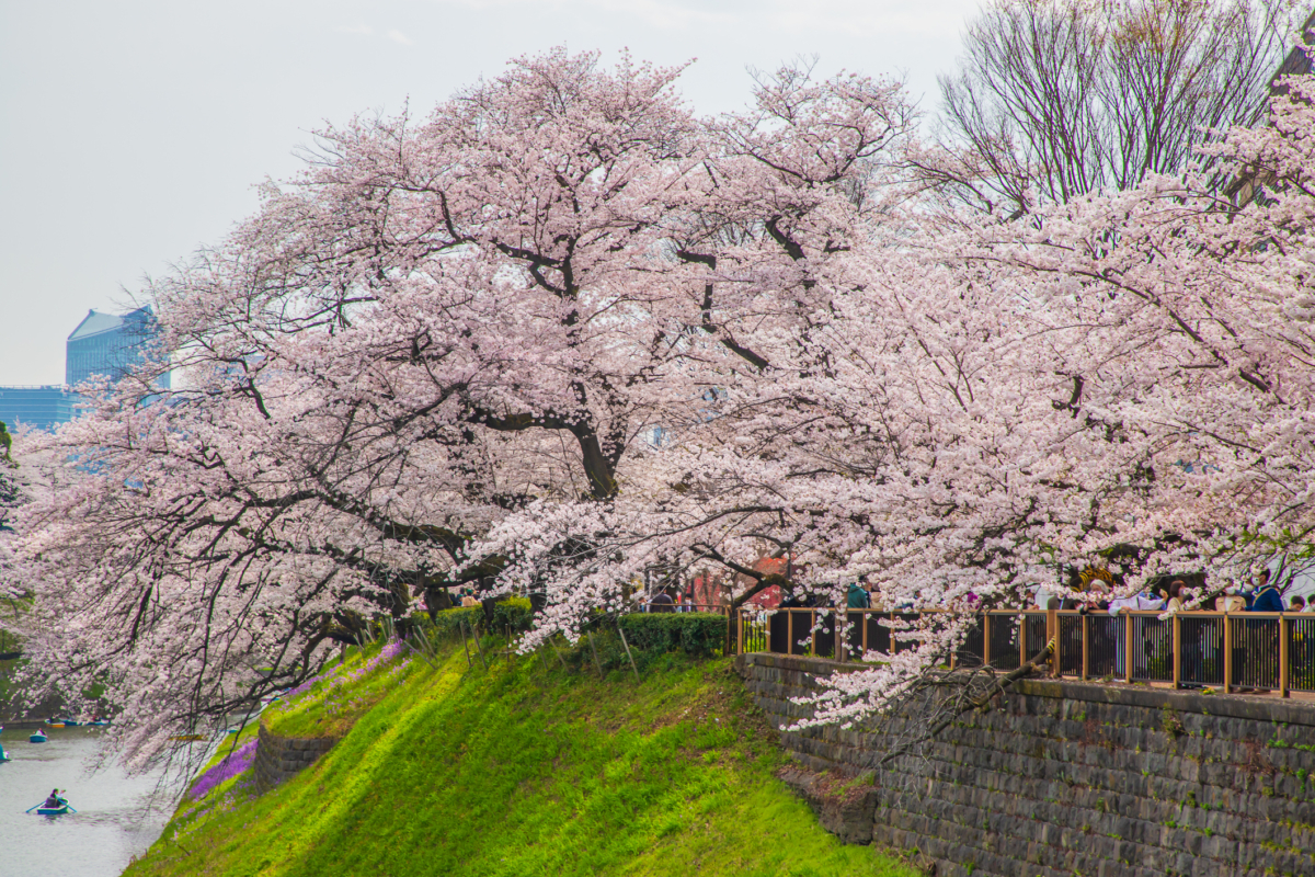 沿著皇居護城河修建的綠道,250棵櫻花樹相繼綻放!