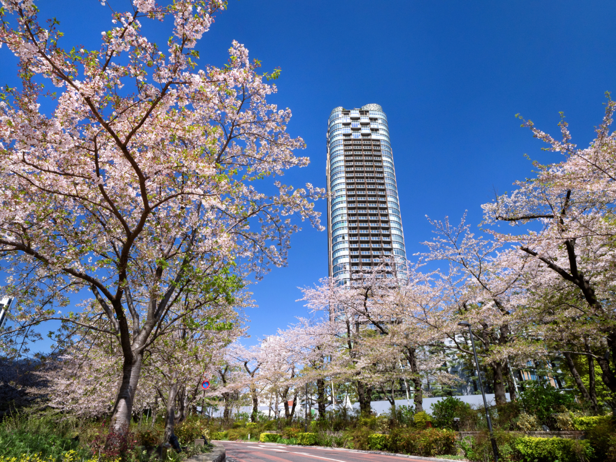 六本木每年春天搖身一變成為東京最受歡迎的賞櫻熱點之一！