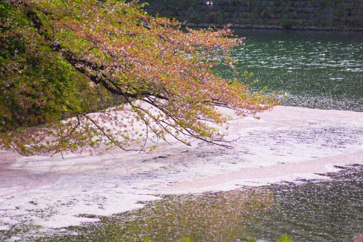 櫻花花瓣飄落在湖面,染上一大片粉紅色,超浪漫唯美!