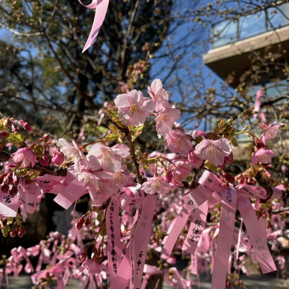 傳說只要在緞帶上寫下心願並繫在樹上,就能如櫻花般實現願望!