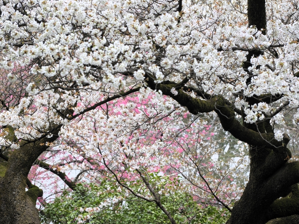 井之頭公園每年春天綻放滿滿的櫻花海，獲選「日本櫻花名所百選」實至名歸！