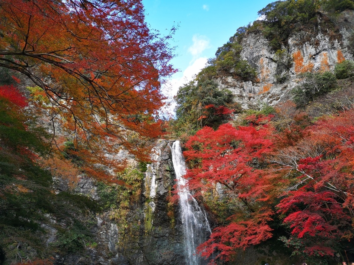 紅葉也是五月山公園著名的景觀之一!