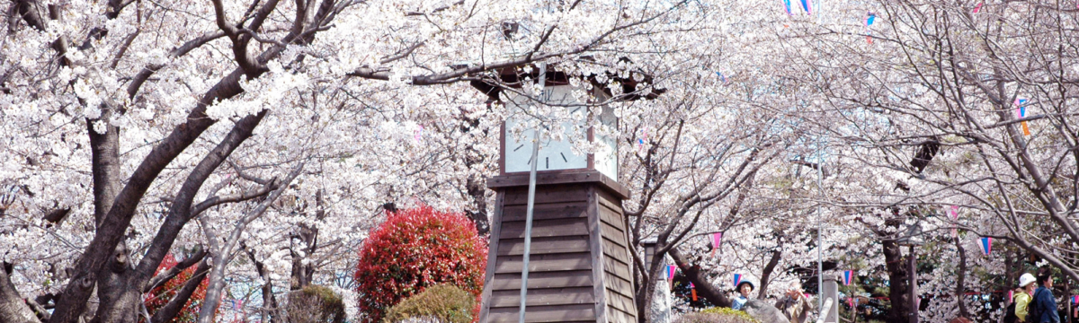 飛鳥山公園從江戶時代開始就是賞櫻勝地～