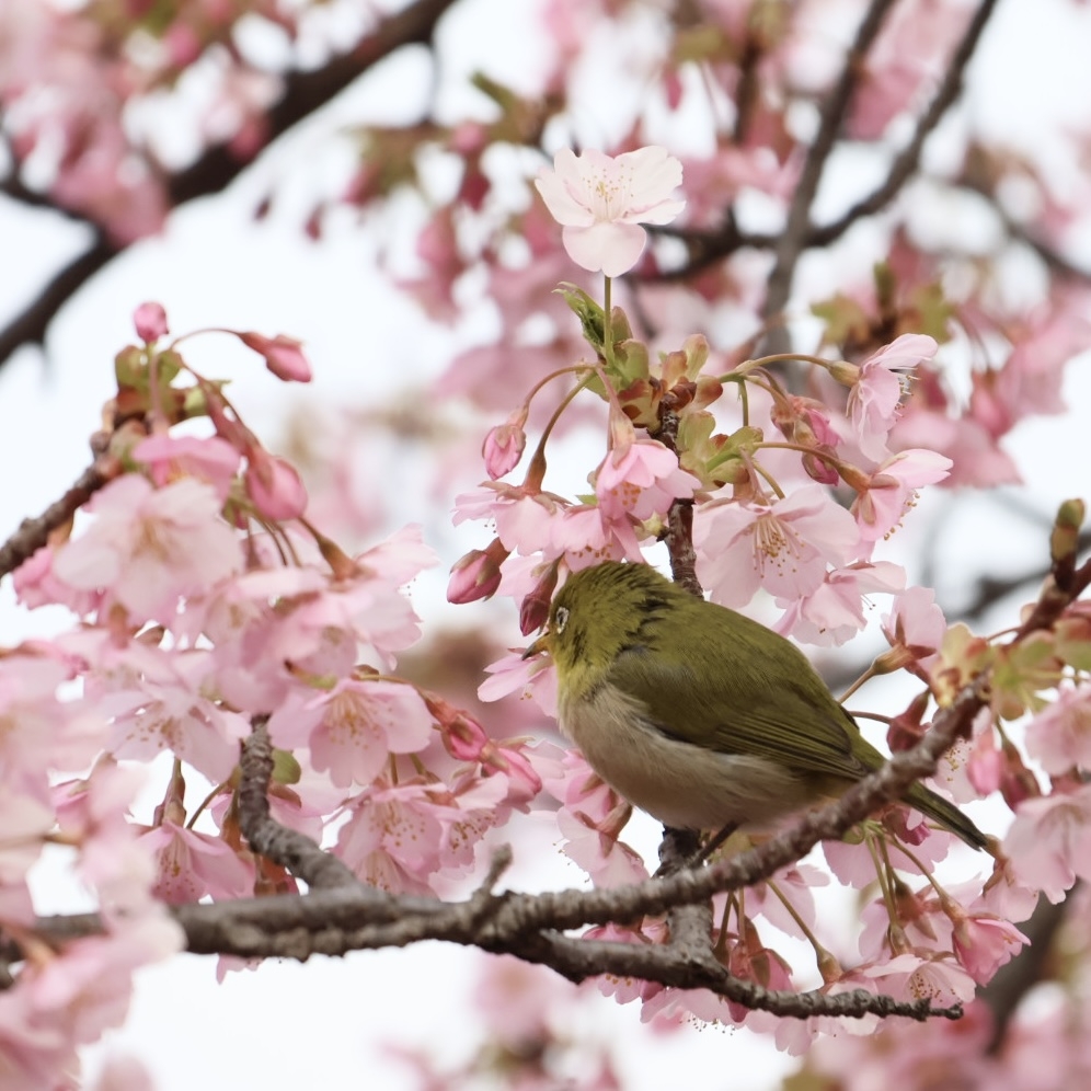 超過800株櫻花在長居公園可見