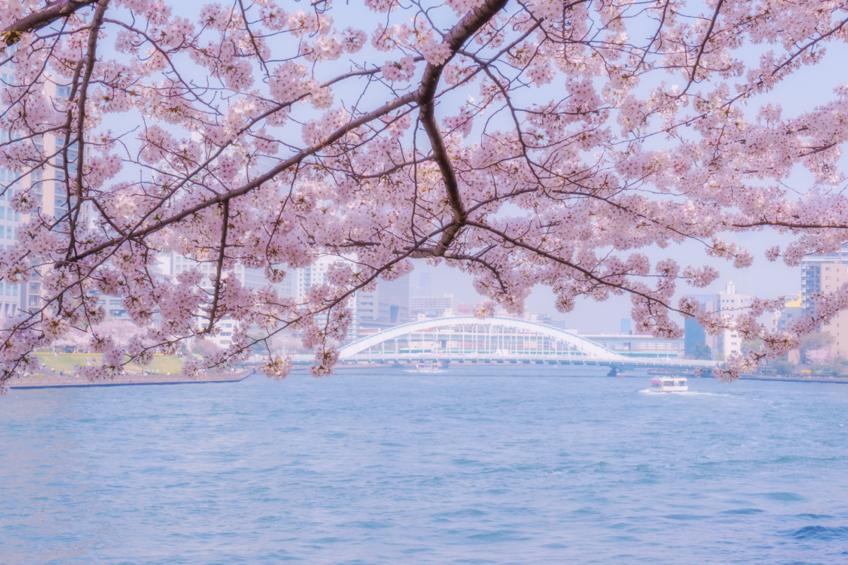 位於淺草寺的隅田公園是東京超人氣賞櫻夢幻景點之一!