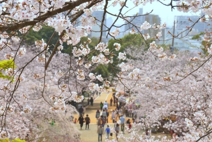 西公園是福岡縣入選「日本百大賞櫻名所」的景點。