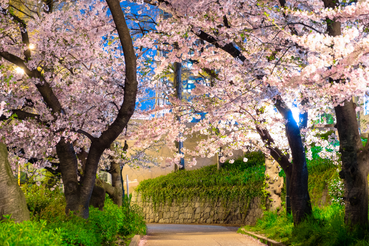 毛馬櫻之宮公園沿河兩岸的櫻花樹會亮起燈光形成超夢幻夜櫻