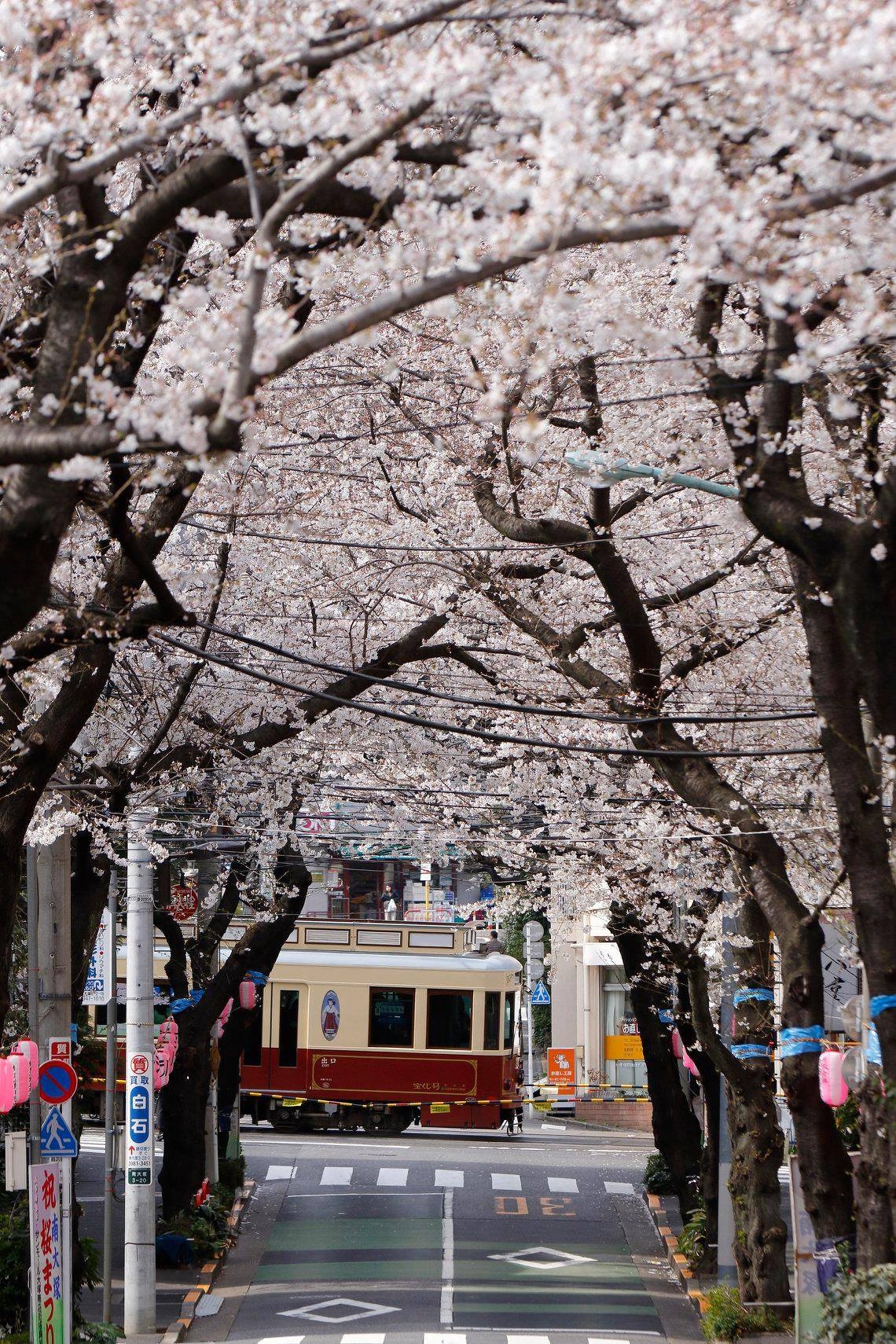 去飛鳥山公園賞櫻，一定要試試乘搭都電荒川線，感受充滿復古風情！
