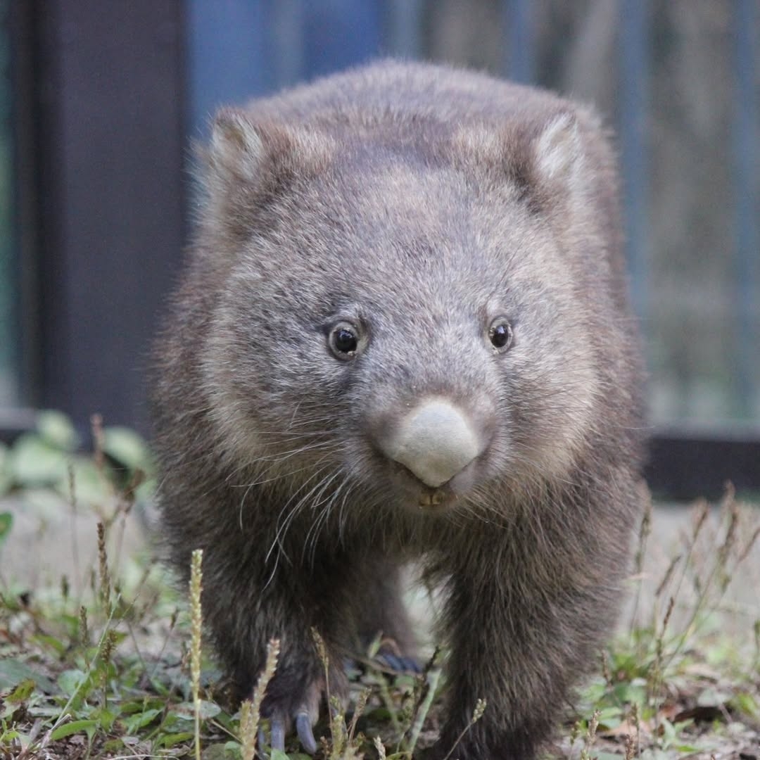 五月山動物園裡有袋鼠超萌!