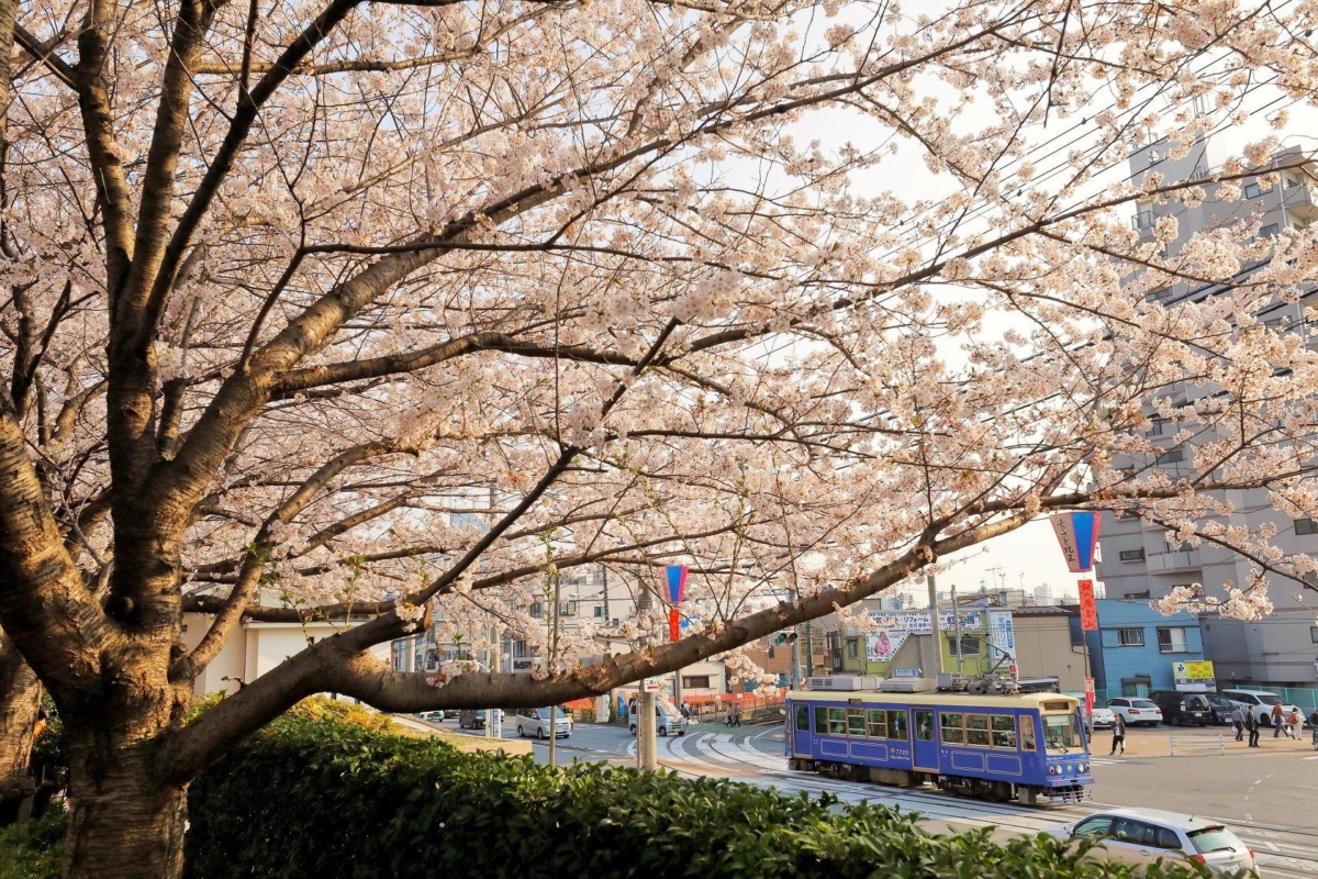 在飛鳥山公園可以拍到櫻花和復古路面電車同框的絕美畫面!